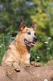 BOUVIER AUSTRALIEN 078